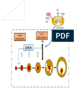 T Cyp19 A1 T Theca Cell FS H AMH