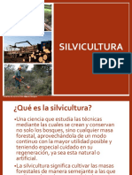 Silvi Cultura