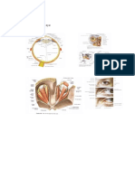 Anatomy of the Eye