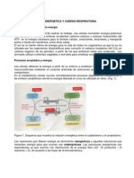 Bio Energetic A y Cadena Respiratoria