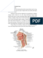 2.1 Anatomi Dan Fisiologi Faring 2.1.1 Anatomi Faring