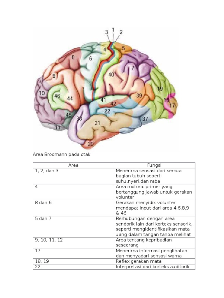 Area Brodmann Pada Otak | PDF