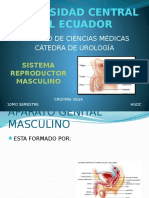 Reproductor Masculino