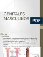 Maculino y Tacto Rectal