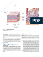 Glandulas Anexas. Higado y Pancreas. Martini Et Al. 2009. Anatomia Humana