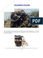 Escarabat Piloter PDF