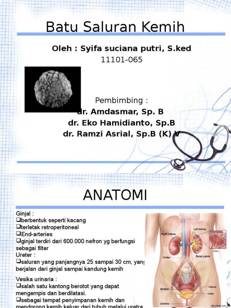 Download 910 Gambar Ginjal Sampai Kandung Kemih Terbaru HD