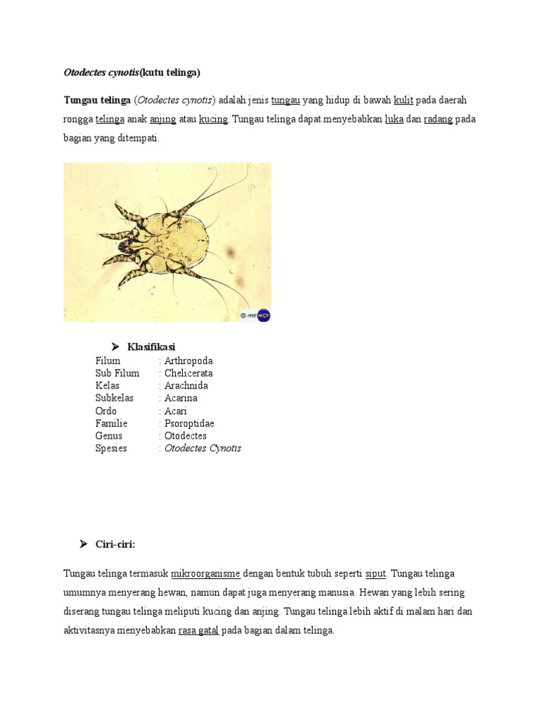 Otodectes Cynotis