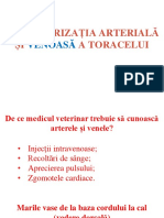 Curs 8 Vascularizatia Arteriala Si Venoasa A Toracelui