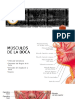 Anatomia Boca Musculos