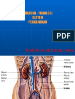 Anatomi Sistem Perkemihan (Urinaria)