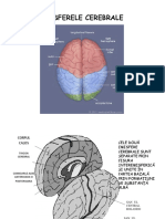 Emisferele cerebrale.pdf