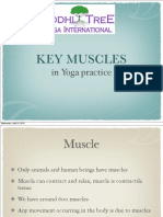 Key Muscles: in Yoga Practice