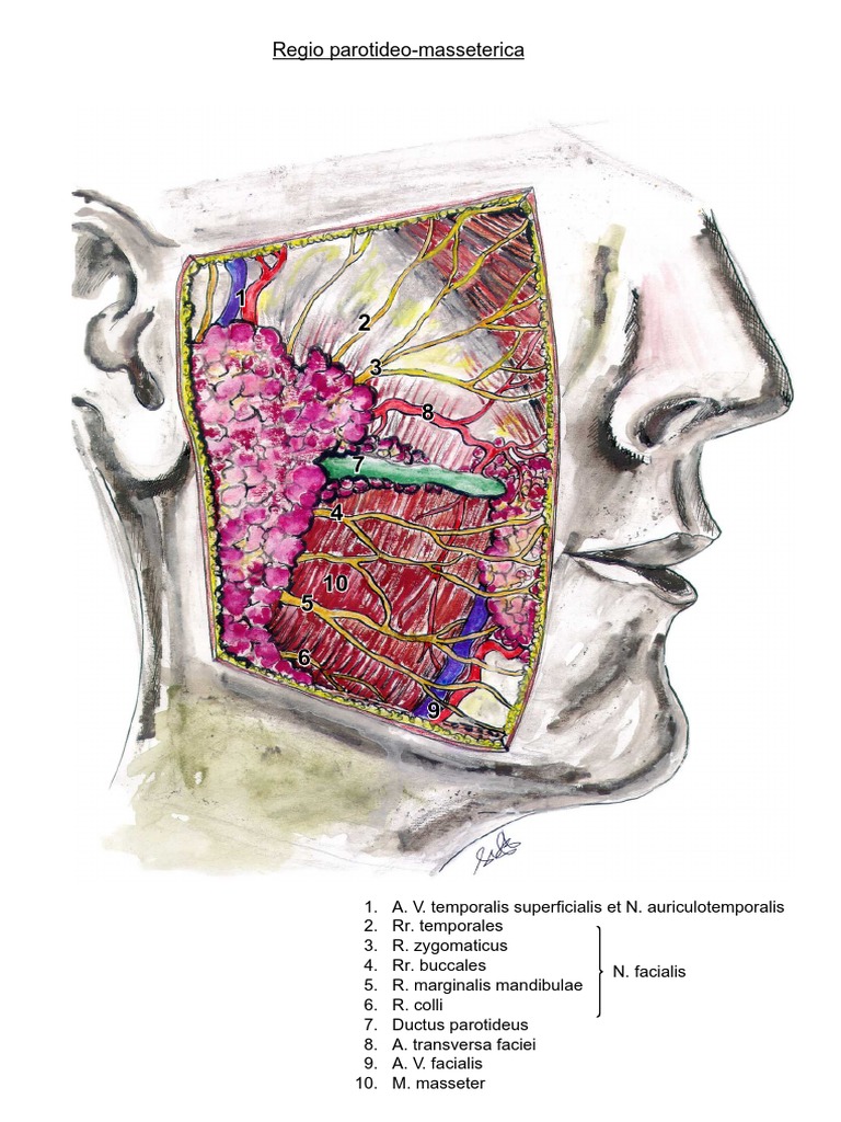 Anatomy of The Head and Neck | PDF
