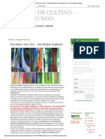 MANUAIS DE CULTIVO - PLANTAMUNDO - Eucalipto Arco Iris - Eucaliptus Deglupta PDF