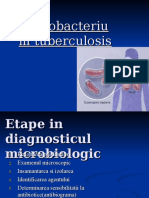 Mycobacterium Tuberculosis Petrusan Sorina