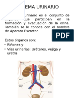 Sistema Urinario