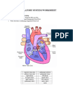 Circulatory System Worksheet 2