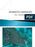 APARATO FARINGEO