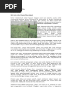 Download Budidaya Rumput Odot by Alfred Rudyanto Mage SN336704637 doc pdf