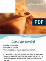 Bio Lupul de Tundra