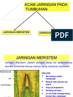 Jaringan Tumbuhan