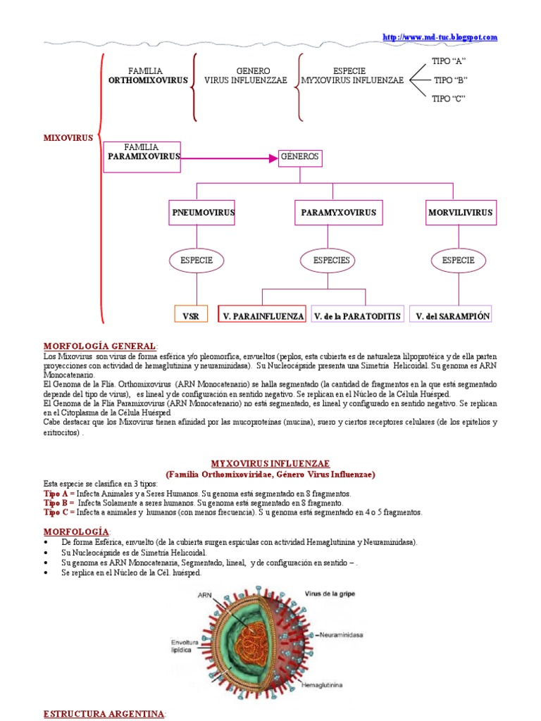 Clasificación y Morfología de Paramixovirus | PDF | Influenza | Virus