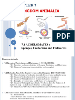 Chapter 7. Kingdom Animalia (7.1 - Acoelomates)