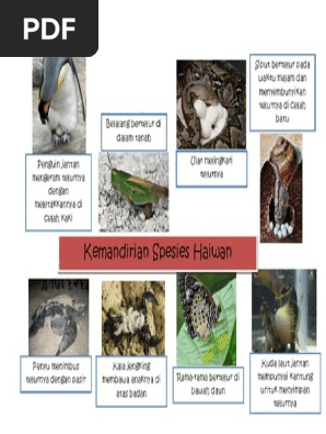 Kemandirian Spesies Haiwan Pdf Pdf