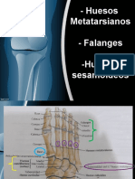 2do Hueso Metatarsiano