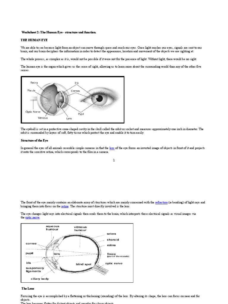 Biology Eye Notes Eye Retina