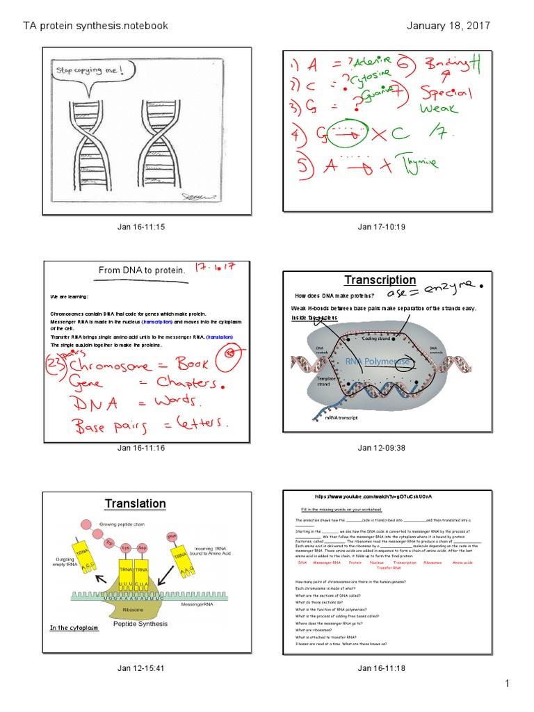 pdf protein synthesis