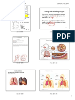 PDF Alveoli