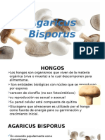 Agaricus Bisporus