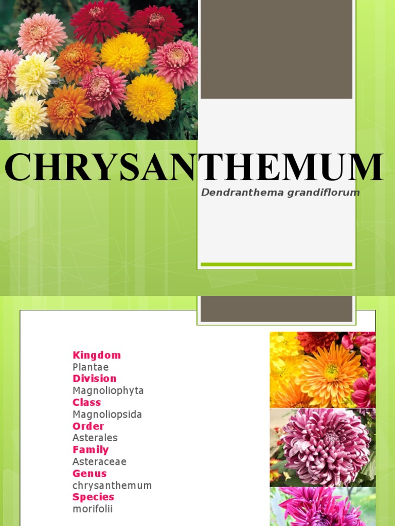 Chrysanthemum | PDF | Plants | Horticulture And Gardening