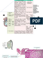 Estructura Histológica Del Testículo