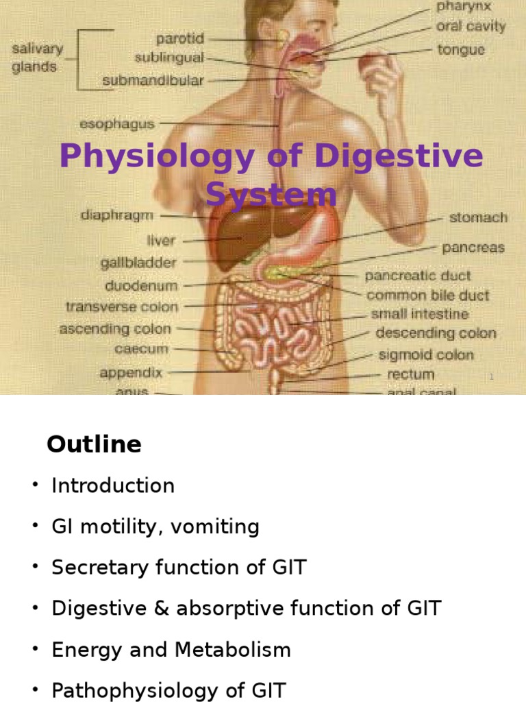 Physiology of Digestive System | PDF | Human Digestive System | Digestion