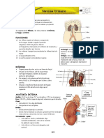 Anatomia Cpu Unprg Sistema Urinario Cap-X PDF