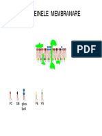Proteine membranare-2005-icon.pdf