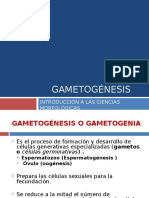 Gametognesis4 120801194258 Phpapp02