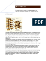 Anatomi Vertebrae