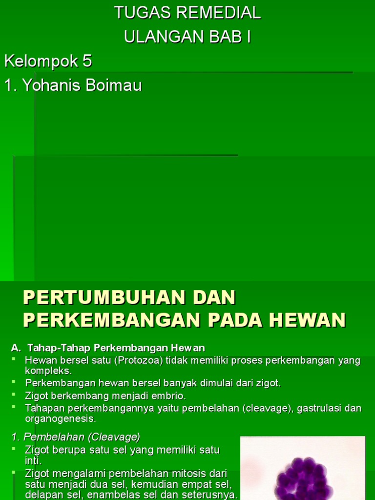 7300 Koleksi Gambar Hewan Bersel Satu Protozoa Terbaru