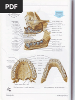 Pages From Atlas de Anatomie Umana - Frank H Netter (Ed a 3-A)