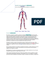 Anatomía Del Corazón y Del Aparato Cardiovascular