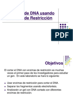 digestion-DNA.pdf