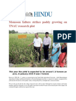 Monsoon Failure Strikes Paddy Growing On TNAU Research Plot