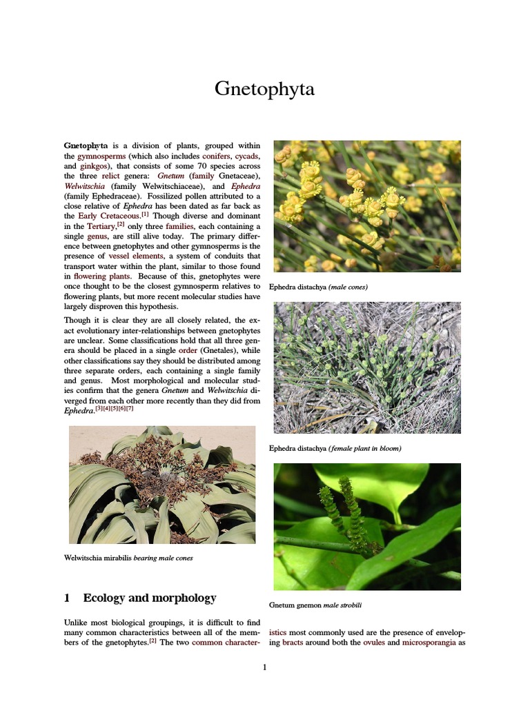 Gnetophyta | Botany | Taxonomy (Biology)