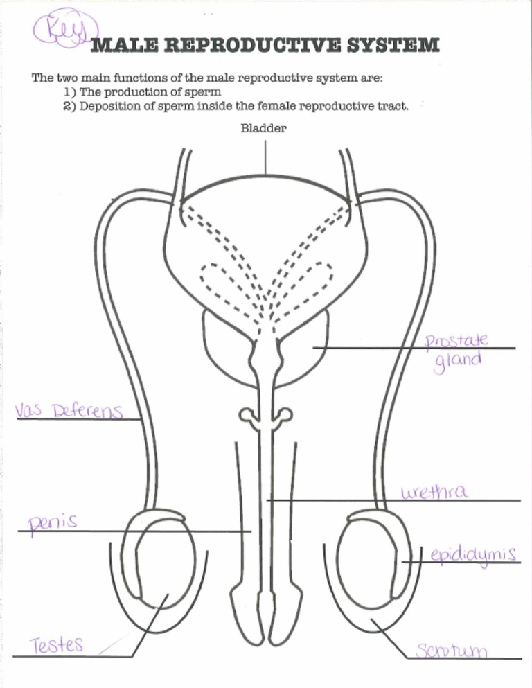 Male Reproductive System Diagram Key | PDF