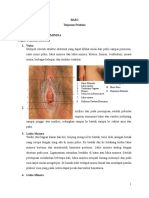 Organ Genitalia Feminina