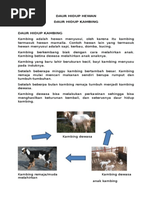 5200 Gambar Gambar Daur Hidup Hewan HD Terbaik
